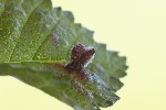 5du04234 - Tetraneura caerulescens