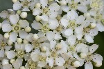 5du04266 - Pyracantha coccinea