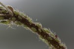 5du04337 - Corylobium avellanae