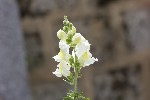 5du04431 - Antirrhinum siculum