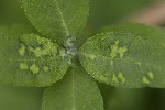 5du04507 - Peronospora hariotii