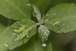5du04512 - Peronospora hariotii