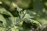 5du04531 - Peronospora hariotii