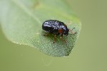 5du04697 - Smaragdina aurita
