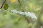 5du04734 - Epinotia caprana