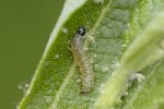 5du04747 - Epinotia caprana