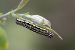 5du04776 - Orthosia miniosa
