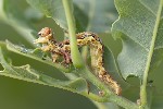 5du04912 - Erannis defoliaria