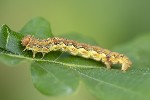 5du04926 - Erannis defoliaria