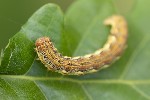 5du04937 - Erannis defoliaria