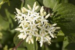 5du04957 - Cornus sanguinea