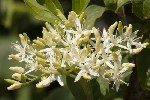 5du04962 - Cornus sanguinea