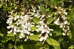 5du04966 - Robinia pseudoacacia