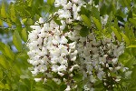 5du04969 - Robinia pseudoacacia