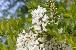 5du04970 - Robinia pseudoacacia