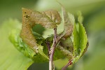 5du04976 - Myzus cerasi