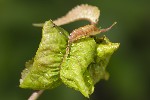 5du04983 - Myzus cerasi