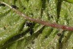 5du04986 - Myzus cerasi