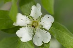 5du05041 - Crataegus germanica