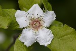 5du05052 - Crataegus germanica