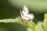 5du05058 - Lomaspilis marginata