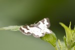 5du05059 - Lomaspilis marginata