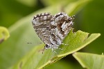 5du05294 - Cacyreus marshalli