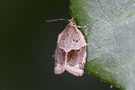 5du05334 - Clepsis dumicolana