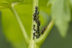 5du05438 - Periphyllus testudinaceus