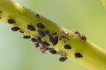 5du05487 - Aphis fabae