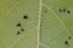 5du05498 - Aphis fabae