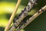 5du05507 - Aphis fabae