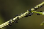 5du05521 - Aphis fabae