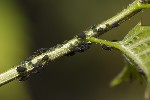 5du05530 - Aphis fabae