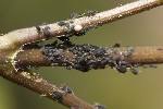 5du05539 - Aphis fabae