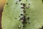 5du05550 - Aphis fabae