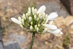 5du05581 - Agapanthus africanus