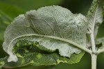 5du05766 - Peronospora hariotii