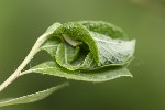 5du05782 - Cosmia trapezina