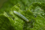 5du05787 - Cosmia trapezina