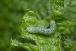 5du05795 - Cosmia trapezina