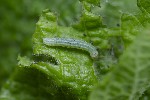 5du05804 - Cosmia trapezina