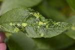 5du05831 - Peronospora hariotii