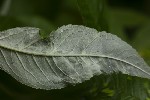 5du05841 - Peronospora hariotii