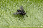 5du05873 - Nyctia halterata