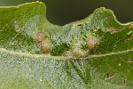 5du05937 - Aculus tetanothrix