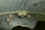 5du05941 - Aculus tetanothrix