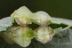5du05955 - Aculus tetanothrix