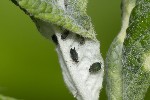 5du05998 - Aphis gossypii