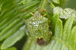 5du06035 - Palomena prasina